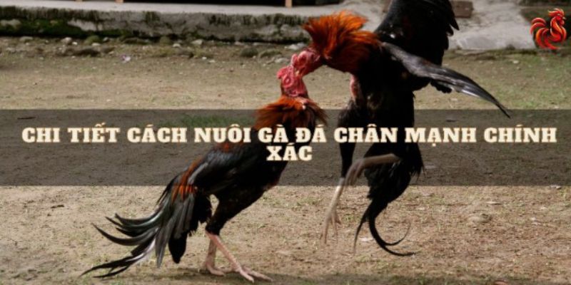Cách nuôi gà đá chân mạnh với chế độ ăn thích hợp